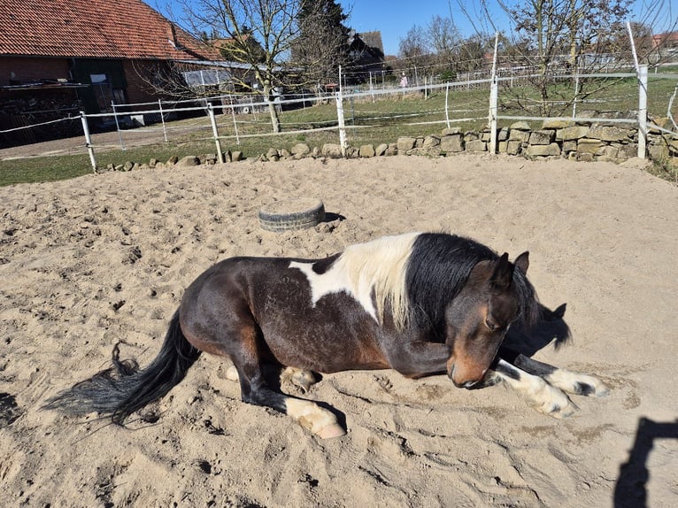 Cob Giumenta 9 Anni 146 cm Pezzato in Hemmingen