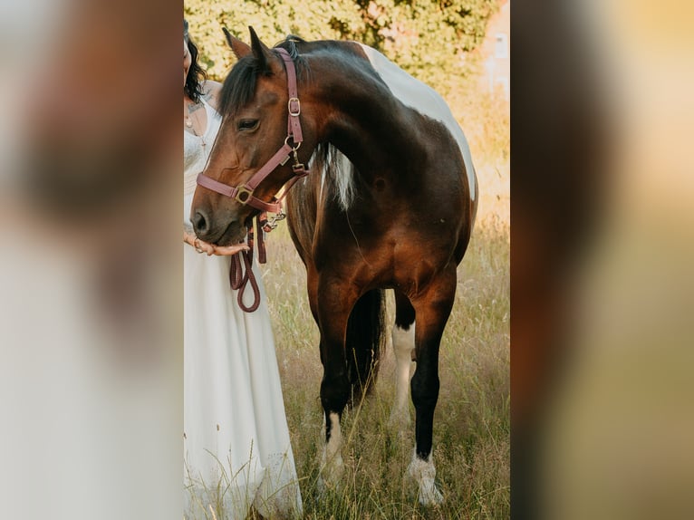 Cob Giumenta 9 Anni 146 cm Pezzato in Hemmingen
