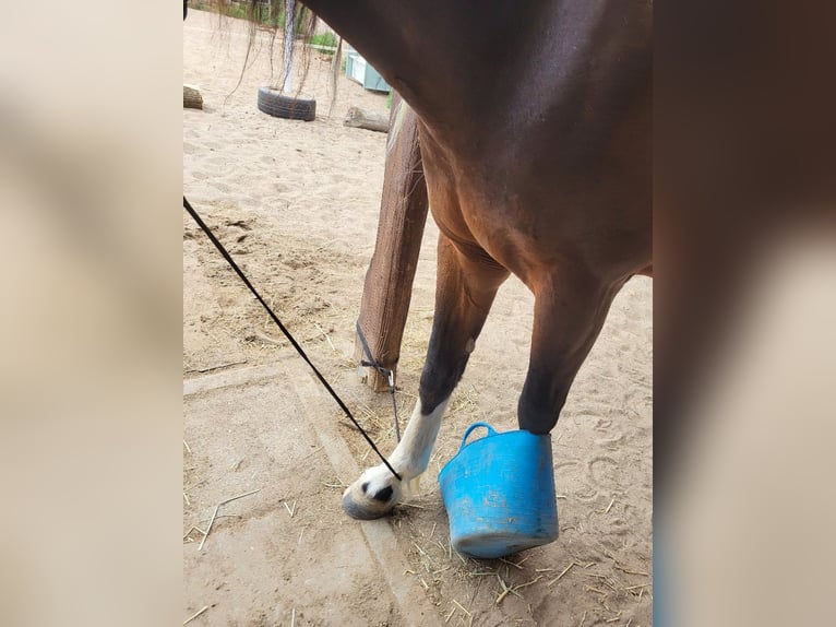 Cob Giumenta 9 Anni 146 cm Pezzato in Hemmingen