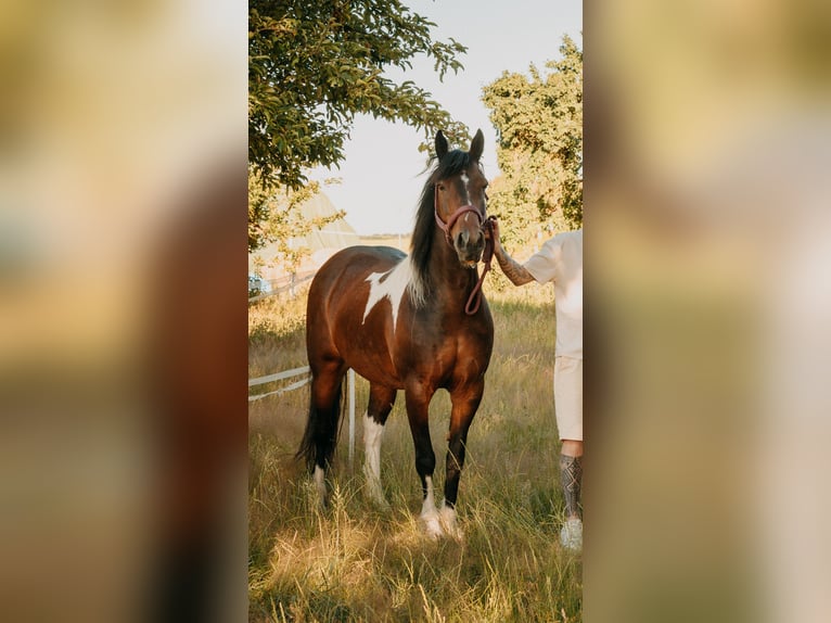 Cob Giumenta 9 Anni 146 cm Pezzato in Hemmingen