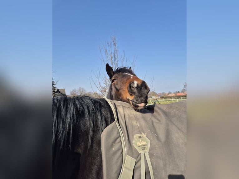 Cob Giumenta 9 Anni 146 cm Pezzato in Hemmingen