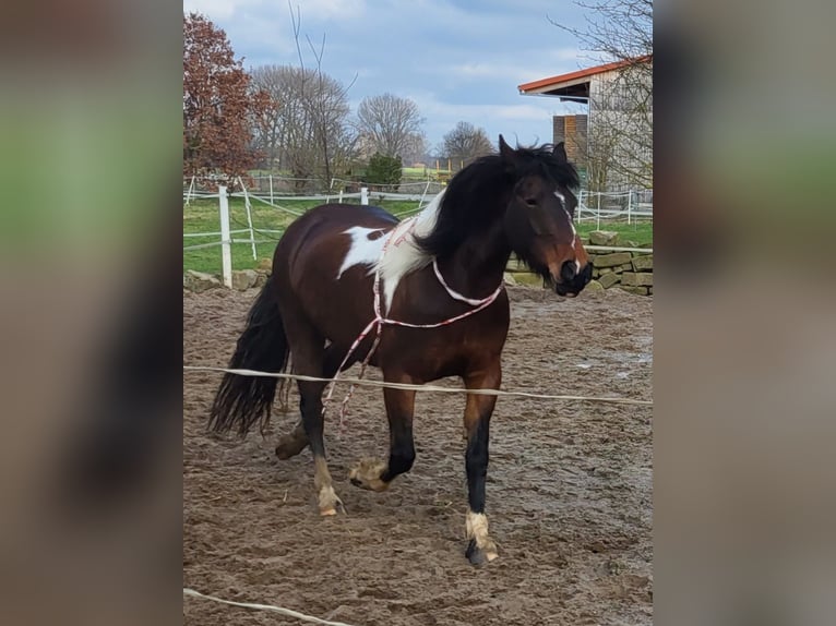 Cob Giumenta 9 Anni 146 cm Pezzato in Hemmingen