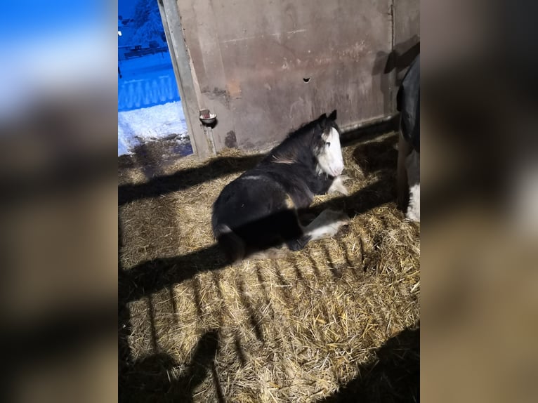 Cob Hengst 1 Jahr  in Freigericht