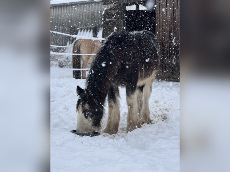 Cob Hengst 1 Jahr  in Freigericht