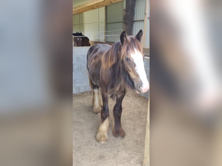 Cob Hengst 1 Jahr Schwarzbrauner in Marchin