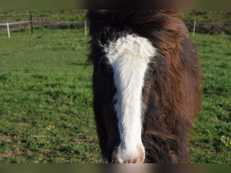 Cob Hengst 1 Jahr Schwarzbrauner in Marchin