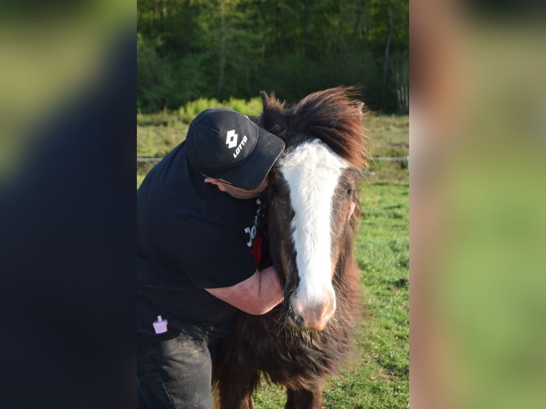 Cob Hengst 1 Jahr Schwarzbrauner in Marchin