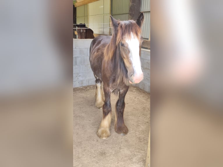 Cob Hengst 1 Jahr Schwarzbrauner in Marchin