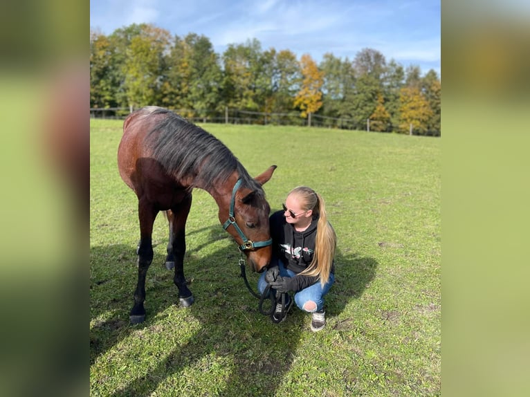 Cob Mix Hengst 2 Jaar 165 cm Bruin in Rettenbach