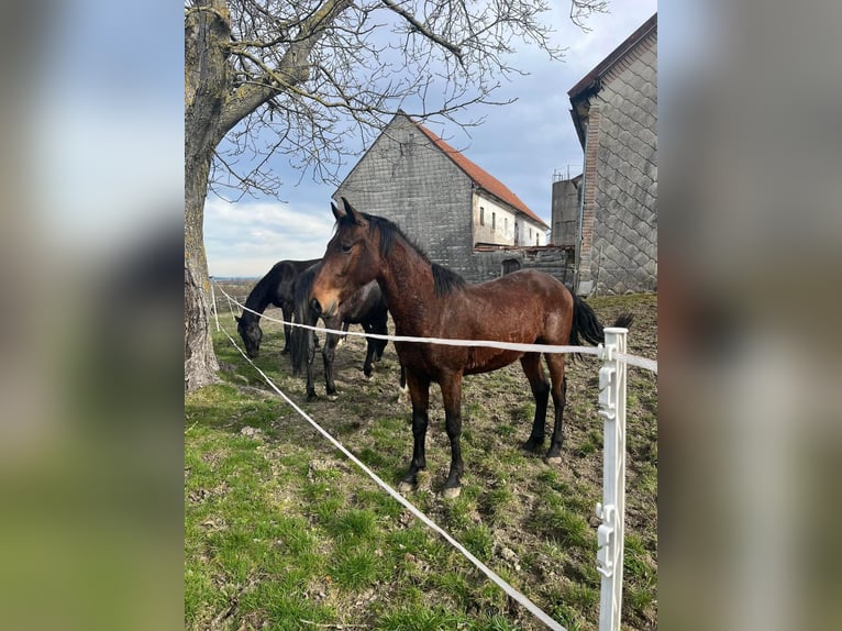 Cob Mix Hengst 2 Jaar 165 cm Bruin in Rettenbach