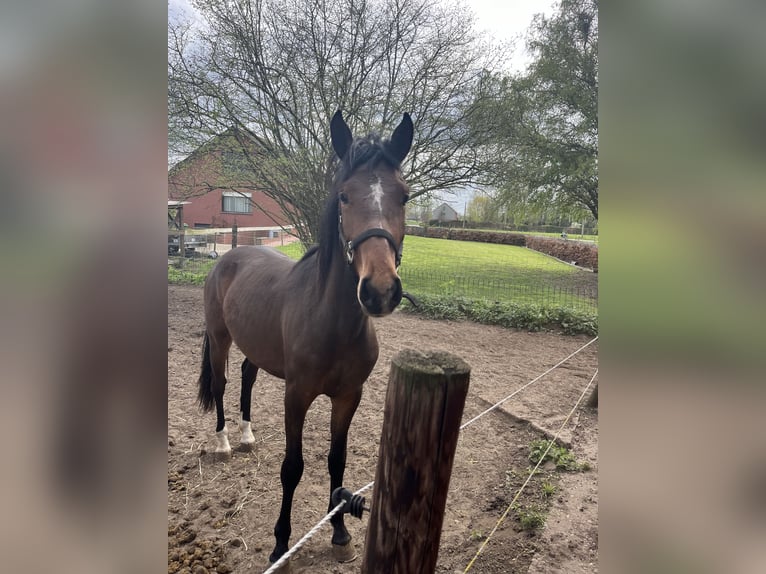 Cob Mix Hengst 2 Jaar Bruin in Geel