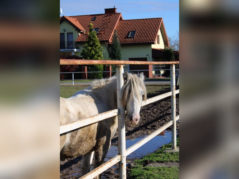 Cob Mix Hengst 3 Jaar 135 cm Gevlekt-paard in Brzoza