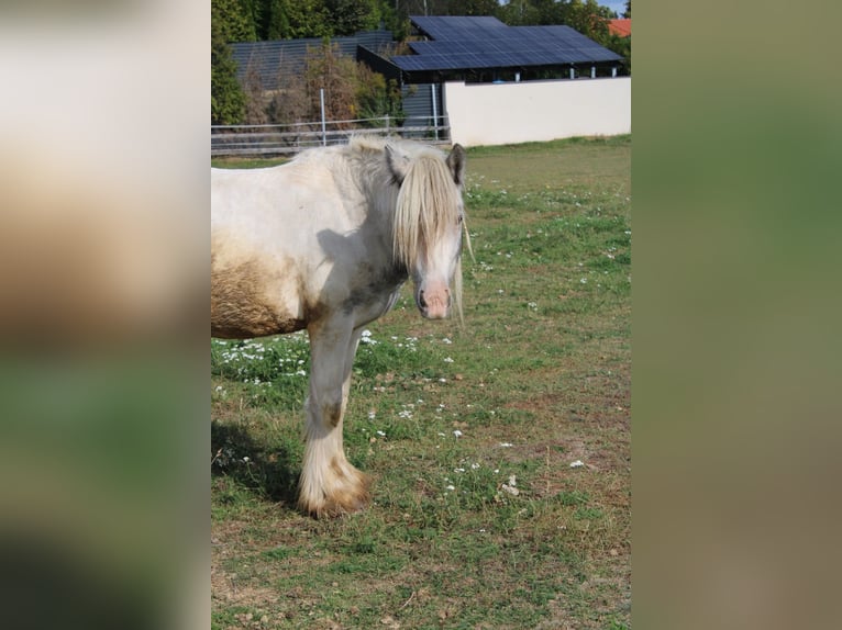 Cob Mix Hengst 3 Jaar 135 cm Gevlekt-paard in Brzoza