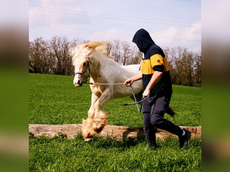 Cob Hengst 3 Jaar 138 cm Palomino in Mothern