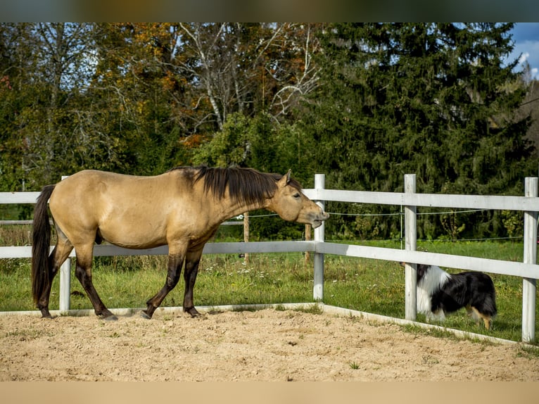 Cob Hengst 3 Jaar 144 cm Buckskin in Kauda