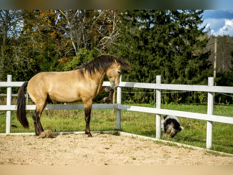 Cob Hengst 3 Jaar 144 cm Buckskin in Kauda