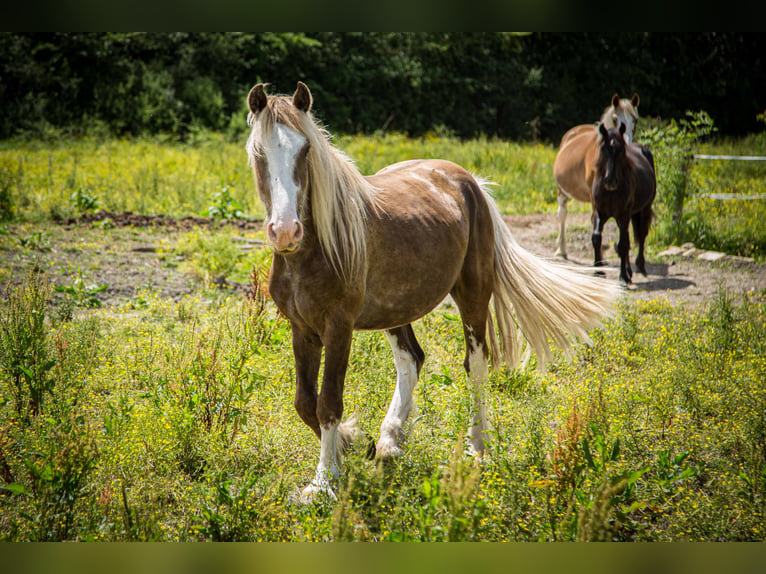 Cob Hengst 3 Jaar 155 cm  in Migron