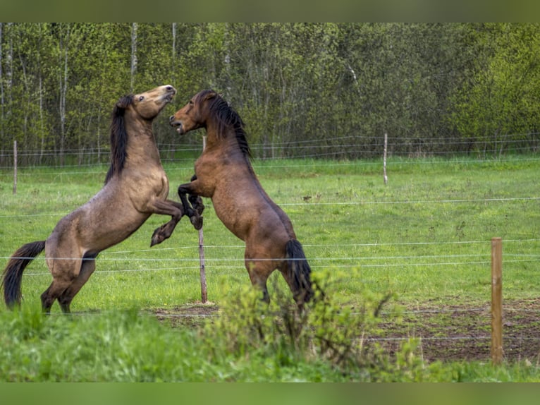 Cob Hengst 3 Jahre 144 cm Buckskin in Kauda