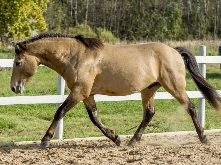Cob Hengst 3 Jahre 144 cm Buckskin in Kauda