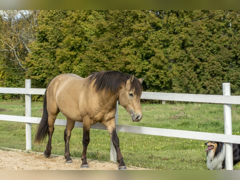 Cob Hengst 3 Jahre 144 cm Buckskin in Kauda