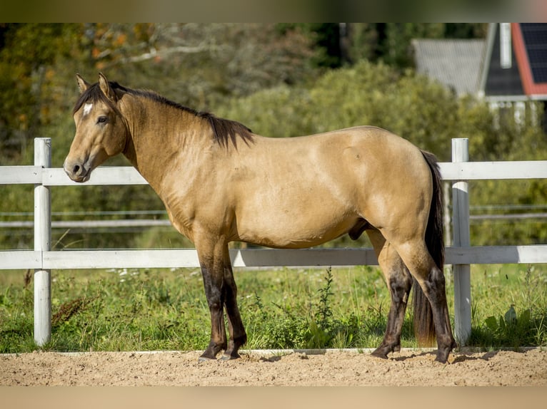 Cob Hengst 3 Jahre 144 cm Buckskin in Kauda