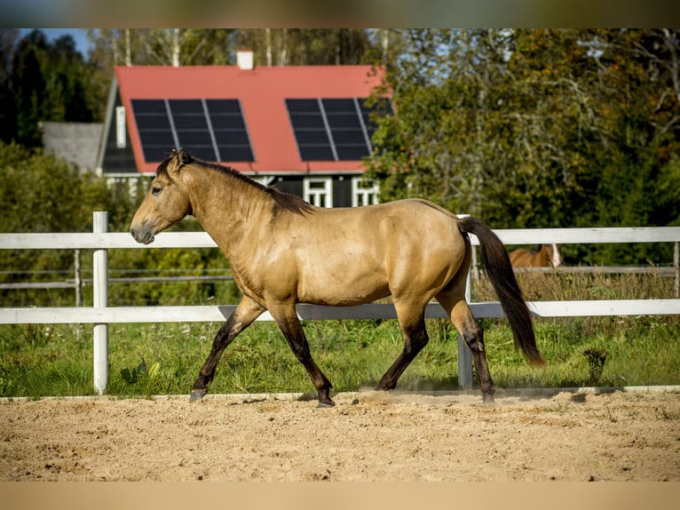 Cob Hengst 3 Jahre 144 cm Buckskin in Kauda