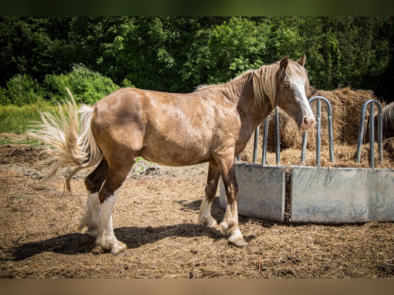 Cob Hengst 3 Jahre 155 cm  in Migron