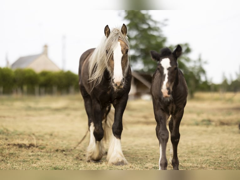 Cob Hengst 5 Jaar 145 cm Palomino in Orléans