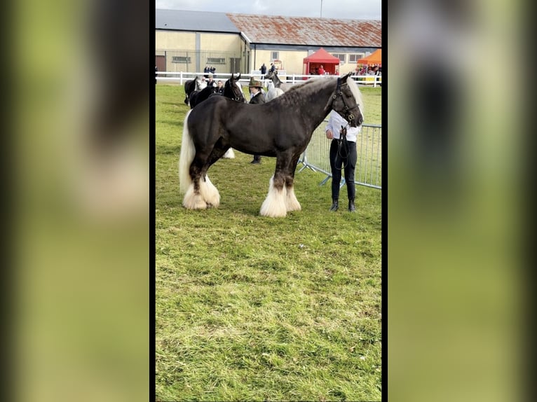 Cob Hengst 5 Jaar 147 cm Appelschimmel in Ireland