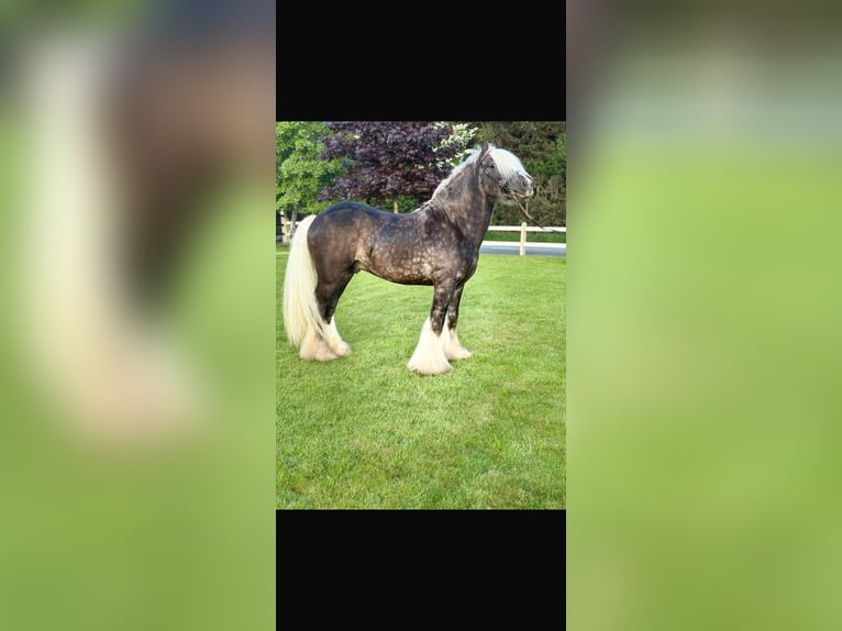 Cob Hengst 5 Jaar 147 cm Appelschimmel in Ireland