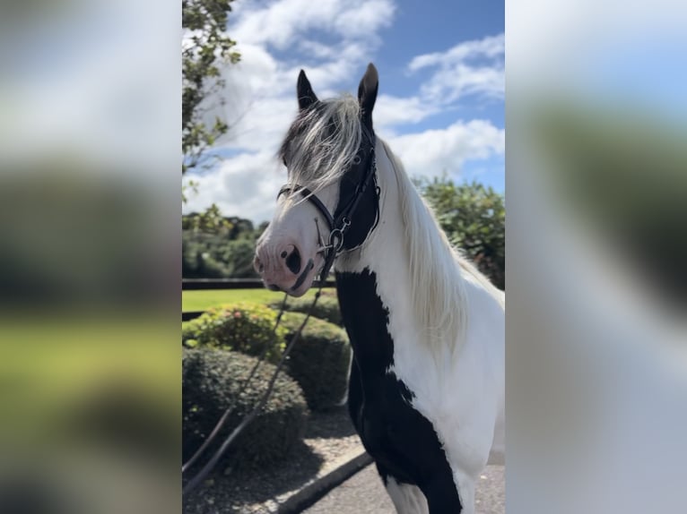 Cob Hengst 5 Jaar 170 cm Gevlekt-paard in Newry