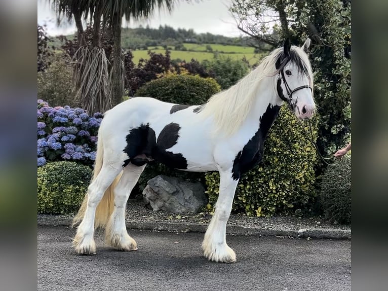 Cob Hengst 5 Jahre 170 cm Schecke in Newry