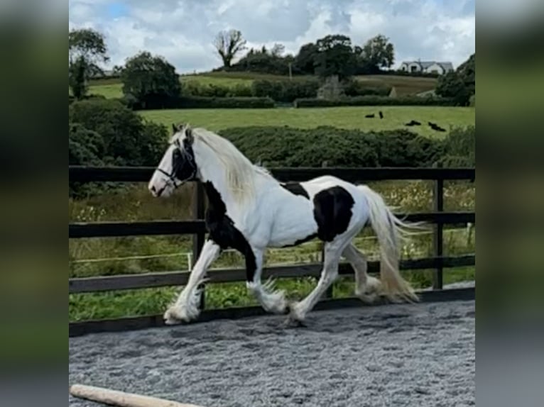 Cob Hengst 5 Jahre 170 cm Schecke in Newry