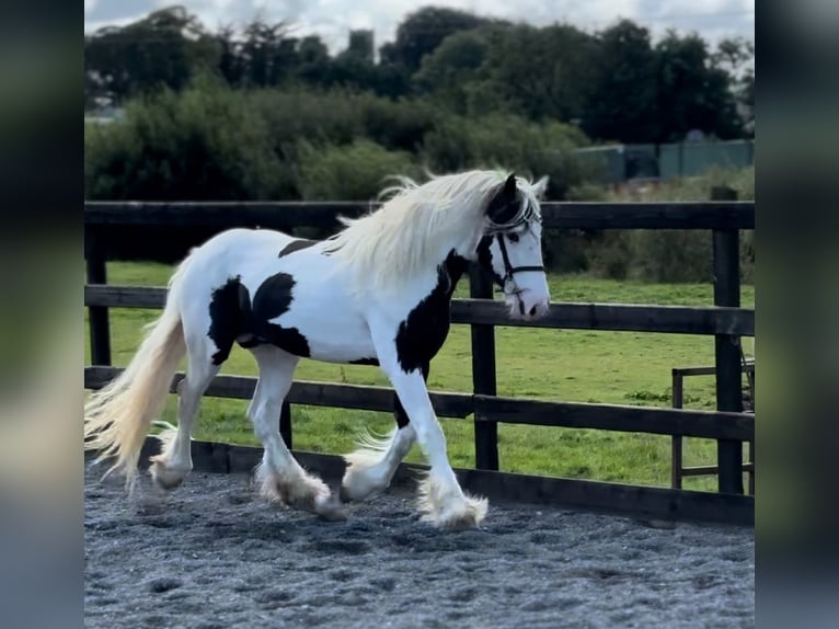 Cob Hengst 5 Jahre 170 cm Schecke in Newry