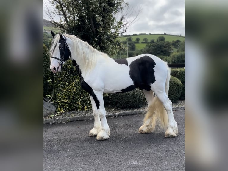 Cob Hengst 5 Jahre 170 cm Schecke in Newry