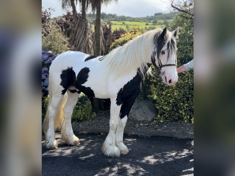 Cob Hengst 5 Jahre 170 cm Schecke in Newry