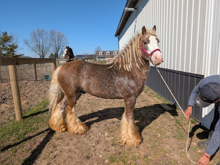 Cob Hengst 6 Jahre 119 cm Hellbrauner in Lima, New York