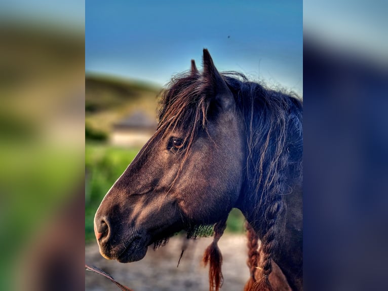 Cob Hengst 6 Jahre 148 cm Rappe in Csokvaom&#xE1;ny