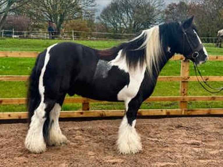 Cob Mix Hengst 7 Jaar 163 cm Zwart in New York