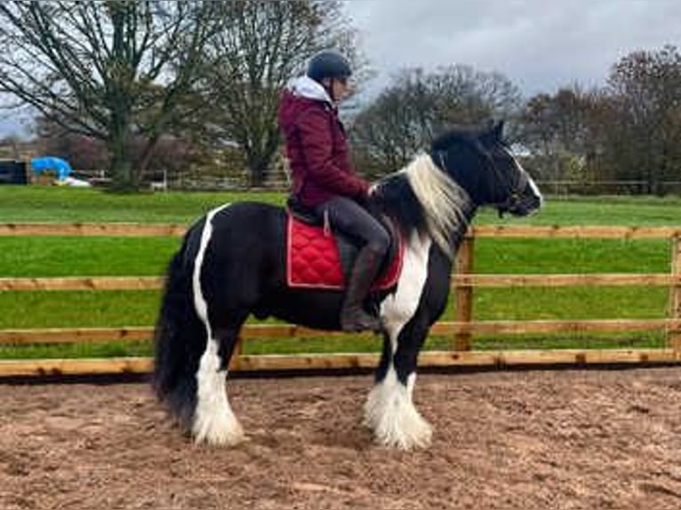 Cob Mix Hengst 7 Jaar 163 cm Zwart in New York