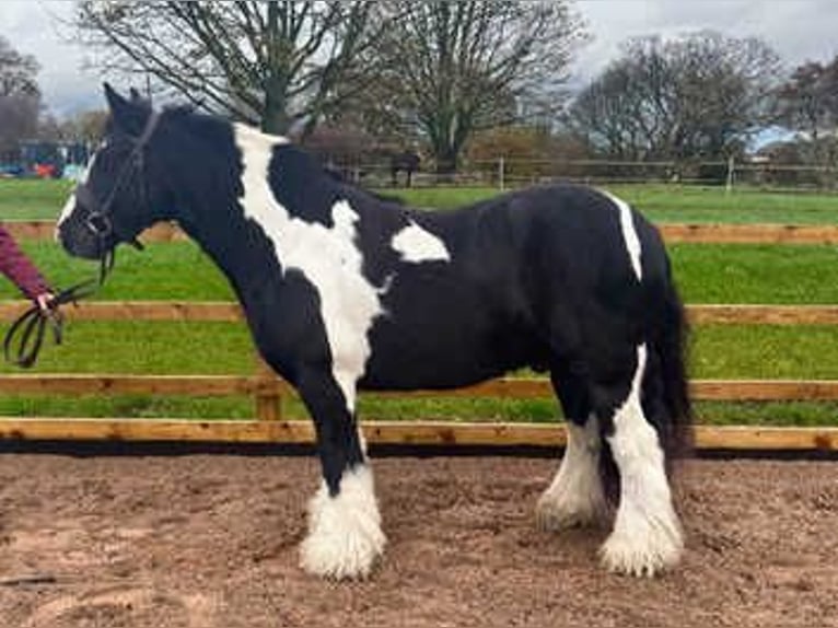 Cob Mix Hengst 7 Jaar 163 cm Zwart in New York