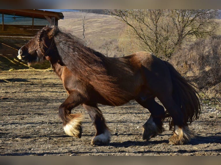 Cob Hengst 7 Jahre 158 cm Brauner in Orignac