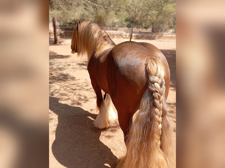 Cob Hengst 9 Jaar 145 cm Roan-Red in Santa Gertrudis De Fruitera