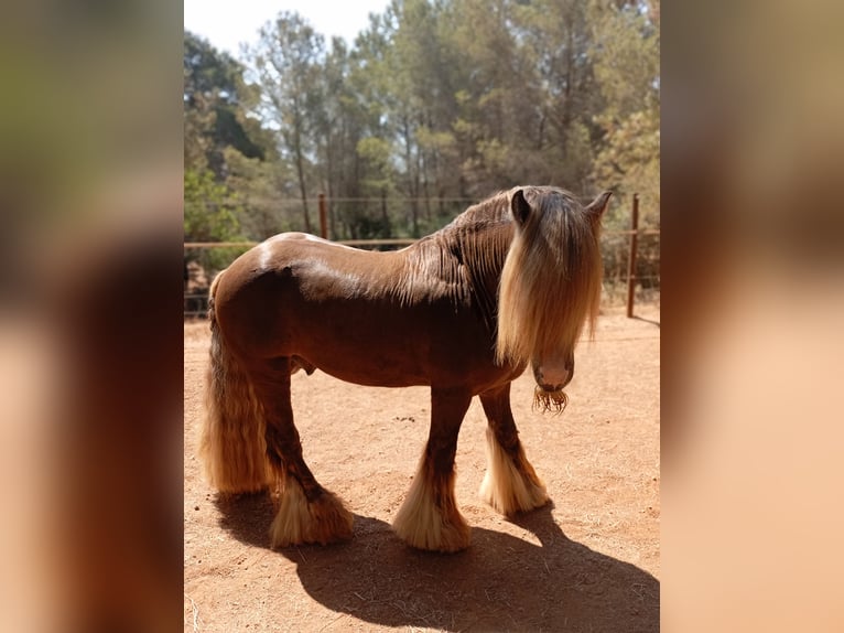 Cob Hengst 9 Jaar 145 cm Roan-Red in Santa Gertrudis De Fruitera