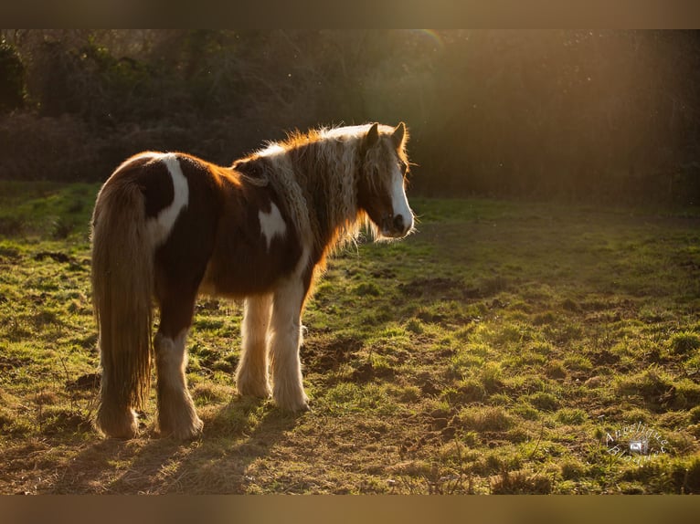 Cob Hengst  143 cm Palomino in plumergat