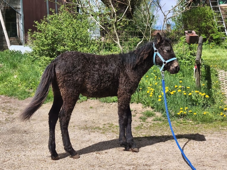 Cob Hengst Fohlen (01/2026) Rappe in betteldorf