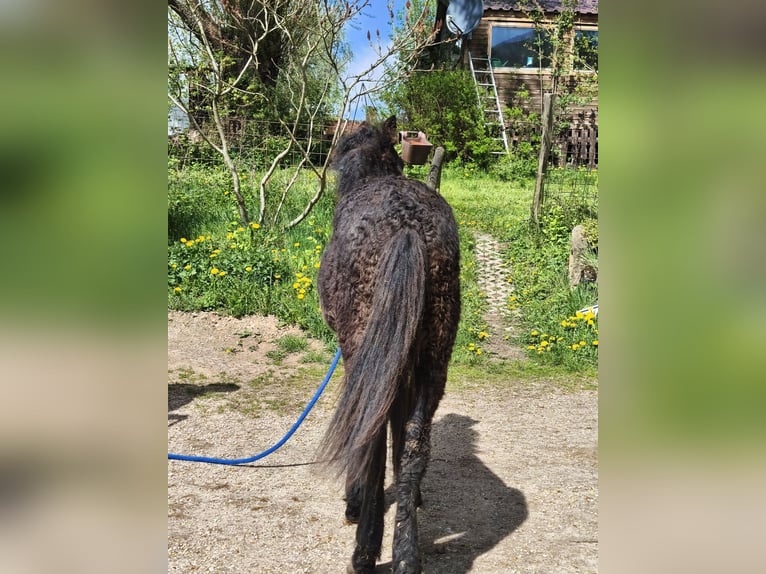 Cob Hengst Fohlen (01/2026) Rappe in betteldorf