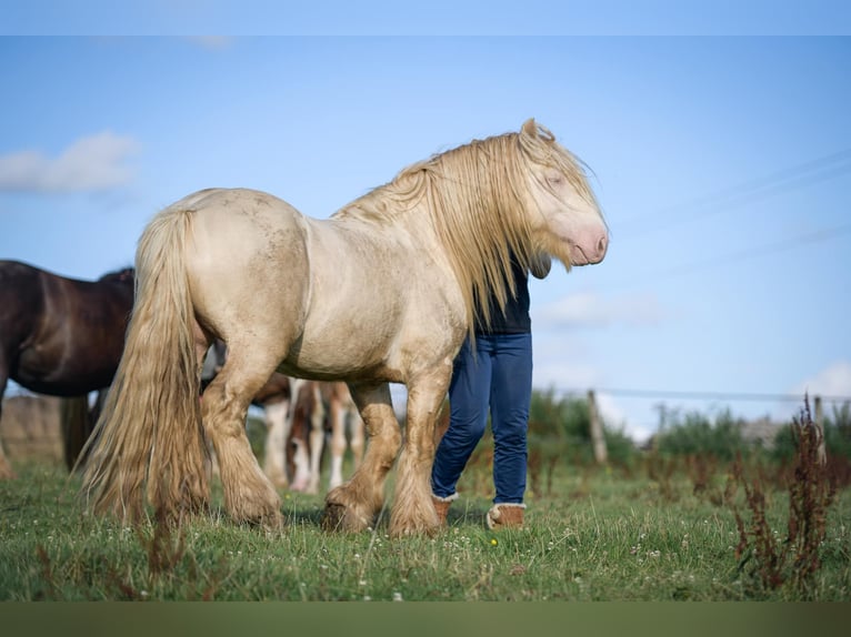 Cob Hengst  143 cm Palomino in plumergat