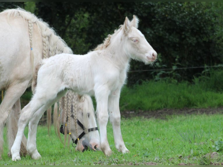 Cob Hengst  143 cm Palomino in plumergat