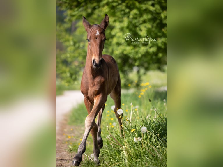 Cob Blandning Hingst 2 år 165 cm Brun in Rettenbach